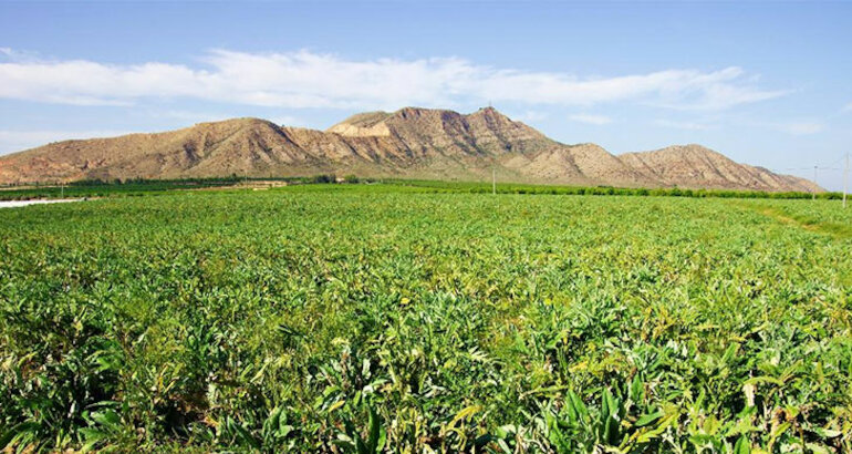 Naturaleza E Historia Unida En El Cabezo Gordo De Torre Pacheco