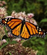 La presencia de la mariposa monarca en bosques mexicanos aumenta un 35 