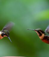 Quito paraso para los amantes del avistamiento de aves 