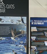 SEOBirdLife lanza la exposicin digital Las aves nuestros ojos en el mar 