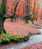 Leyendas o realidad los bosques encantados de Espaa 