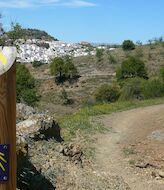 El mar de olivos de Guadajoz Camino Jacobeo del Oeste Peninsular 