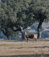 El Monte de El Pardo busca su calificacin como Reserva Natural Integral 