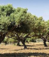    El Mar de olivos de Jan candidata a patrimonio UNESCO 