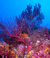 Los bosques de gorgonias el arca de No de las profundidades del Mediterrneo 