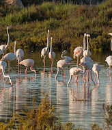 Ms de 4600 flamencos han visitado este verano las Salinas de Santa Pola 