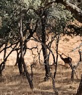 La berrea se convierte en lo ms visto de naturaleza en televisin desde El Hombre y la Tierra de Flix Rodrguez de la Fuente