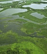 La fauna salvaje del Refugio Nacional Cao Negro en Costa Rica 