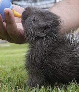 Nace el primer puercoespn sudafricano en el Bioparc de Valencia 