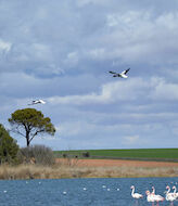 La Laguna de Navaseca en Daimiel hogar de aves acuticas 