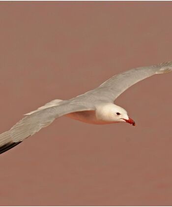 Cielo en movimiento: descubre el birdwatching en la Comunitat Valenciana