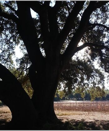 Cielo en movimiento: descubre el birdwatching en la Comunitat Valenciana