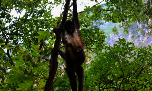 Nace en el zoo de Barcelona un mono araa especie en peligro de extincin 