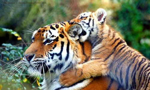 El tigre ser un smbolo de sostenibilidad medioambiental en India y Nepal 