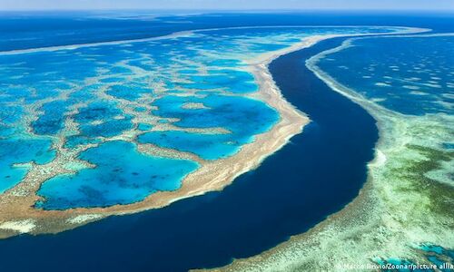 La Gran Barrera australiana registra una cantidad de corales sin precedentes 