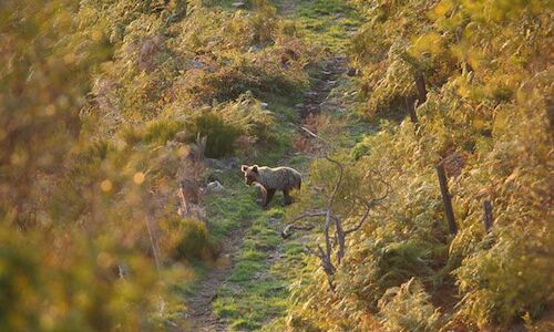 La Cordillera Cantbrica acoge a 370 ejemplares de osos pardos 