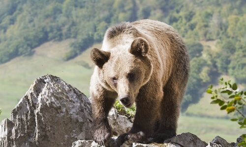 El paraso natural de Asturias hogar del oso pardo cantbrico  