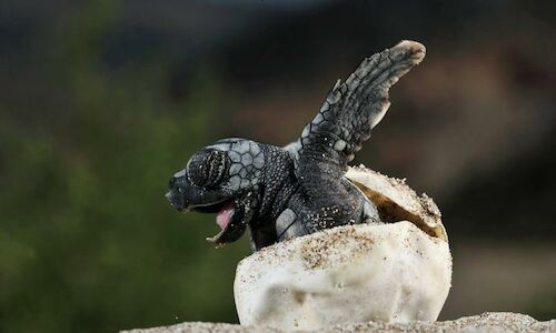 Nacen las primeras tortugas marinas en Palma  