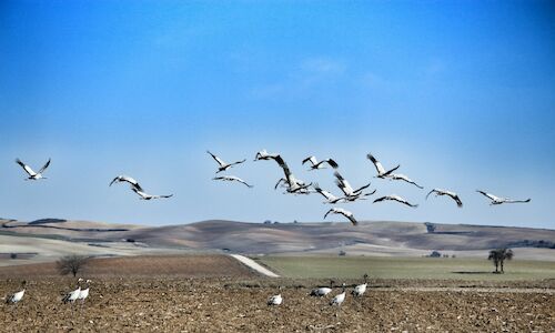 La Laguna de El Hito estrena Observatorio de aves para avistar las grullas  