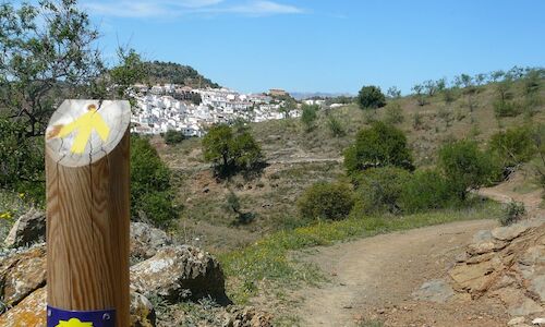 El mar de olivos de Guadajoz Camino Jacobeo del Oeste Peninsular 