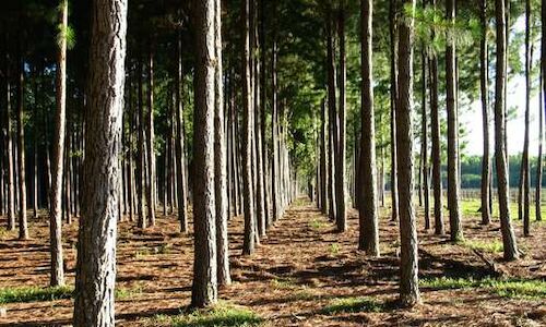 Colombia potencia en el sector forestal latinoamericano  