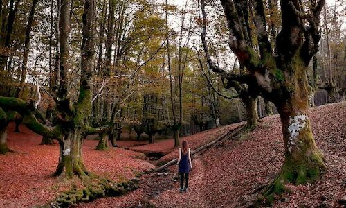 Pasear por la naturaleza reduce los niveles de cortisol la hormona del estrs 