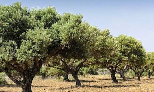 El modelo del cultivo del olivar en Almera impulsa su turismo rural