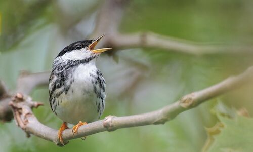 Por qu Colombia ha ganado el Global Big Day el da mundial para observar aves 