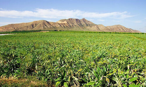 Naturaleza e historia unida en el Cabezo Gordo de Torre Pacheco  