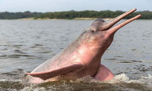 Investigadores logran escuchar a los delfines de ro del Amazonas 