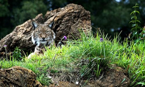 Dos linces extremeos inician la temporada reproductora en Silves 