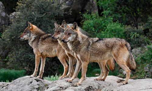 Acciones conjuntas para la conservacin lobo ibrico 