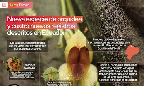 Descubren una nueva orqudea en Ecuador ptima para la biodiversidad andina 