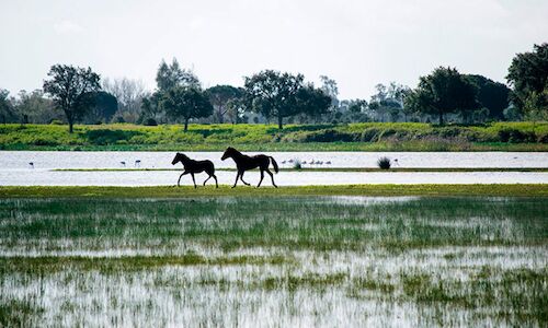 Andaluca recibir 391 millones en ayudas para su biodiversidad  