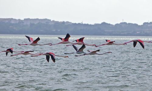 Ms de 70 especies de aves eligen los humedales de Baleares 