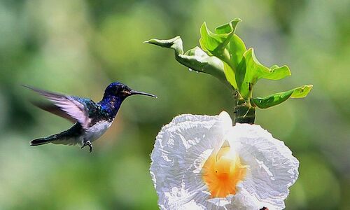Nace el Santuario del colibr en el centro de Mxico  
