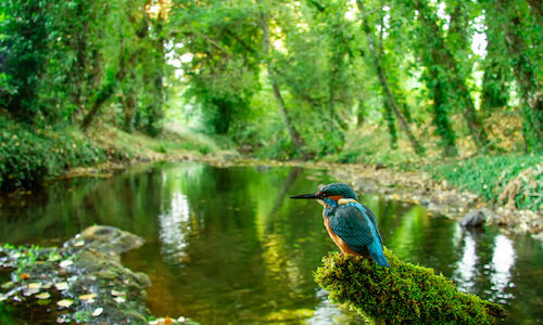 El Centro de Avistamiento de Aves de Ituzaing nico en Latinoamrica 