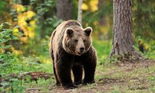 Osos con futuro proyecto para la adaptacin del oso pardo cantbrico