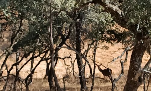 La berrea se convierte en lo ms visto de naturaleza en televisin desde El Hombre y la Tierra de Flix Rodrguez de la Fuente