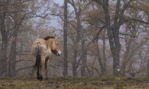 El Sistema Ibrico Sur a la vanguardia del movimiento de la renaturalizacin o rewilding en Espaa