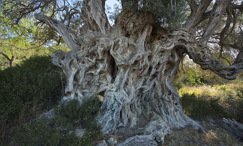 78 ejemplares forman el Catlogo de rboles singulares de Baleares 