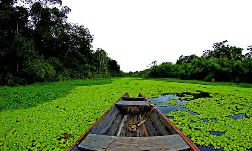 La Amazona necesita una accin urgente ante la desforestacin  