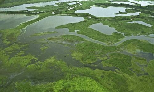 La fauna salvaje del Refugio Nacional Cao Negro en Costa Rica 