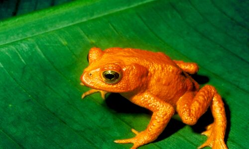 Expertos alertan sobre el peligro de extincin de anfibios en Latinoamrica 