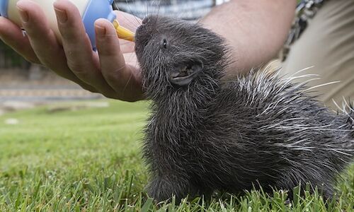 Nace el primer puercoespn sudafricano en el Bioparc de Valencia 