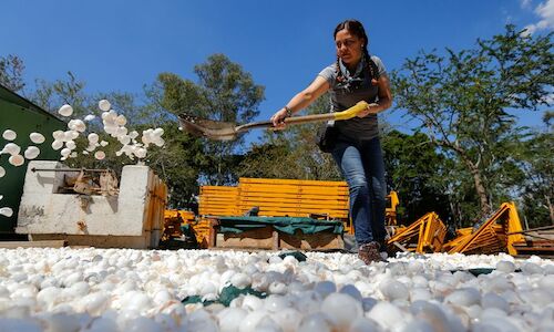 Limpian uno de los ros ms contaminados de Mxico con cascarones de huevo 