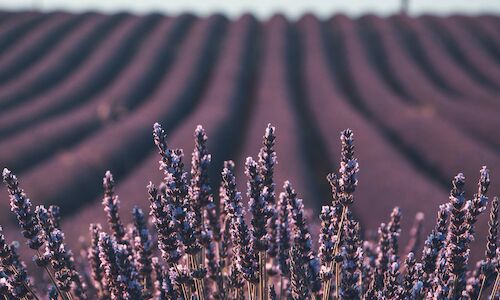 El Hotel Rural  Spa Los nades lanza su escapada Lavanda Summer 