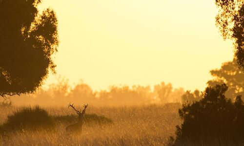 Un amanecer en Doana mejor imagen para Desarrollo Sostenible