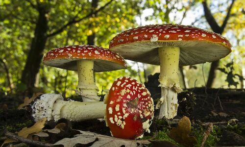 Un nuevo sendero micolgico en Salamanca potencia el ecoturismo en la zona