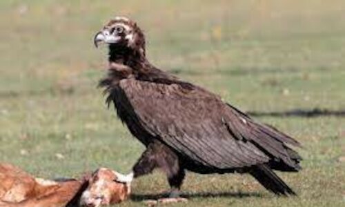 Nuevo proyecto para mejorar los hbitats de las aves en Extremadura  